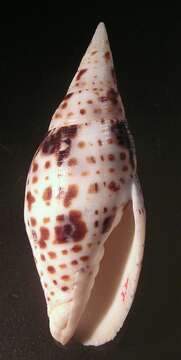 Image of Quasimitra cardinalis (Gmelin 1791)