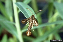 Imagem de Chamaesphecia crassicornis Bartel 1912