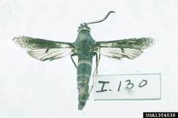 صورة Paranthrene tabaniformis Rottemburg 1775