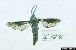 صورة Paranthrene tabaniformis Rottemburg 1775