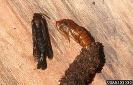 Image of Virginia Creeper Clearwing