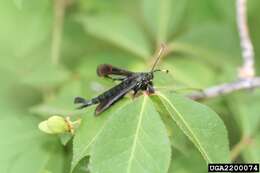 Image of Virginia Creeper Clearwing