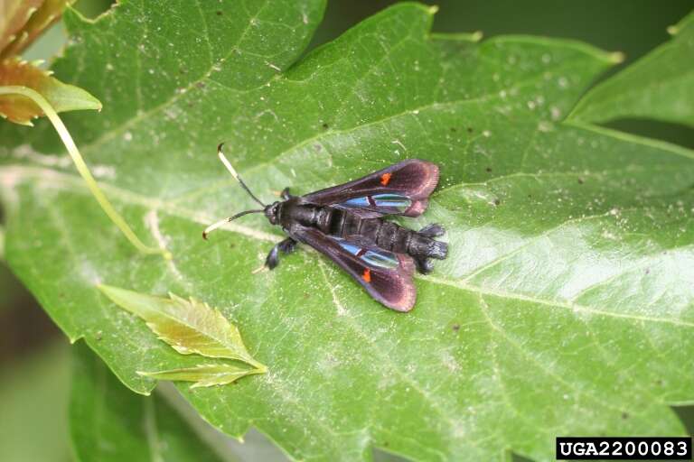 Image of Virginia Creeper Clearwing