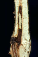 صورة Paranthrene robiniae