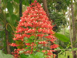 Image of pagoda-flower