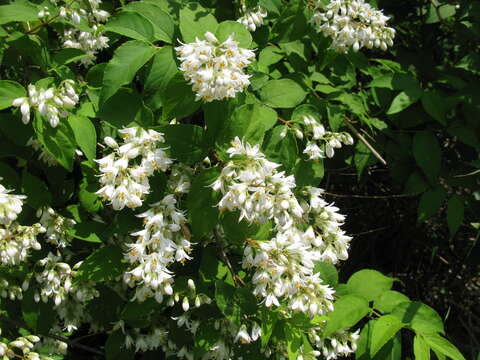 Image of crenate pride-of-Rochester