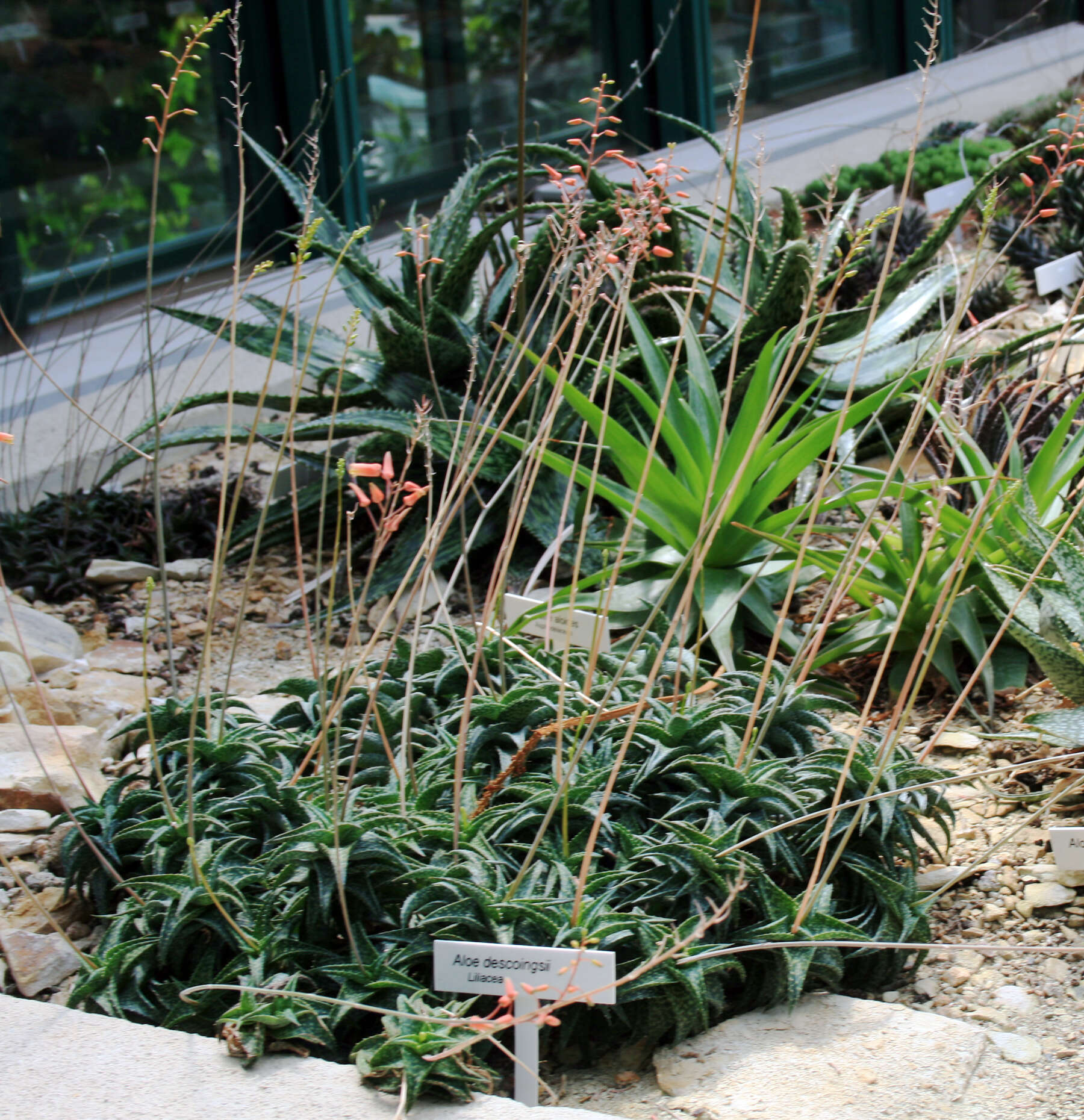 Image of Aloe descoingsii Reynolds