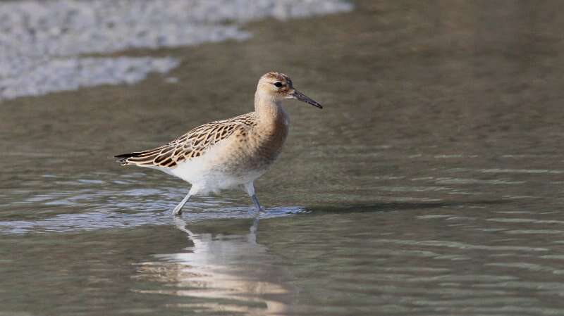 Image of Ruff