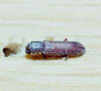 Image of Powderpost beetle