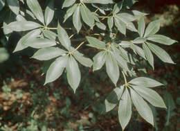 Imagem de Aesculus chinensis Bunge