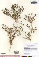 Image of western rosinweed