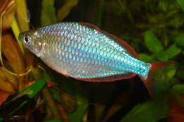 Image of Dwarf Rainbowfish