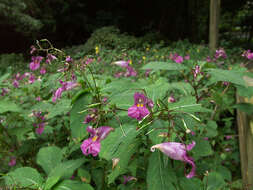 Image of Impatiens textorii Miq.