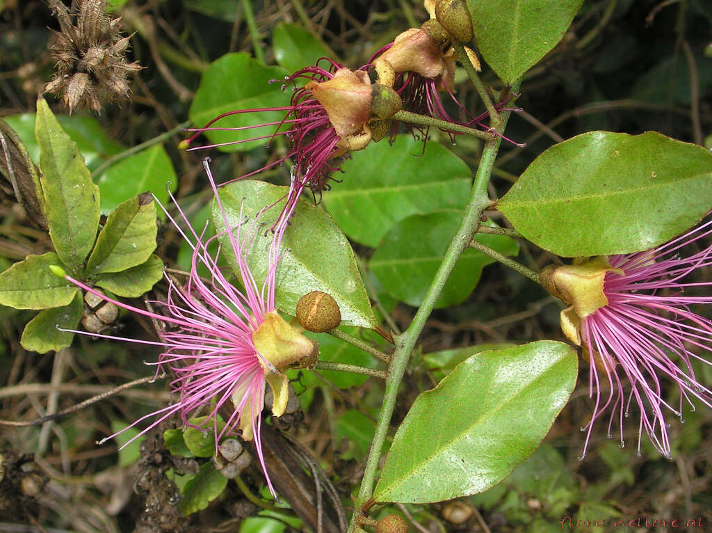 Image of Capparis zeylanica L.