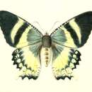 Image of Alcides orontes Linnaeus 1763