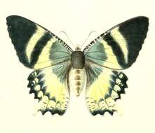 Image of Alcides orontes Linnaeus 1763