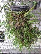 Dendrobium striolatum Rchb. fil. resmi