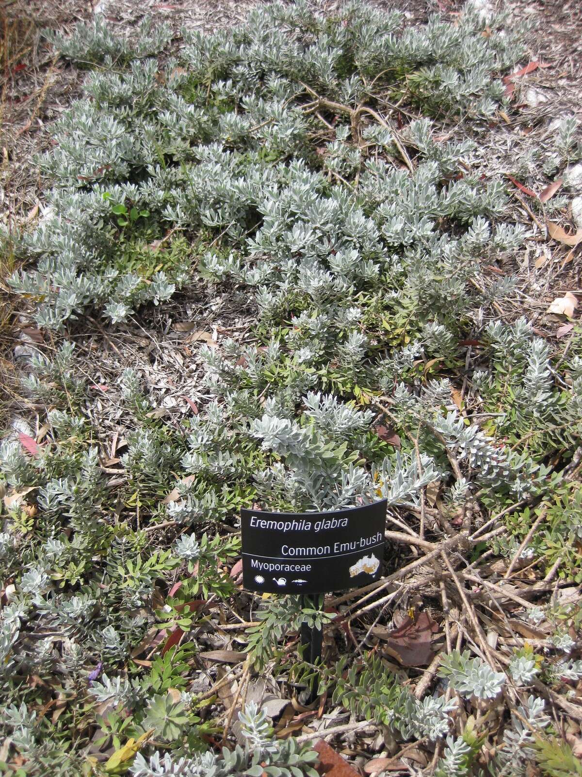 صورة Eremophila glabra (R. Br.) Ostenf.