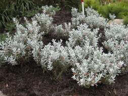 صورة Eremophila glabra (R. Br.) Ostenf.