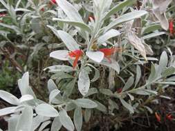 صورة Eremophila glabra (R. Br.) Ostenf.