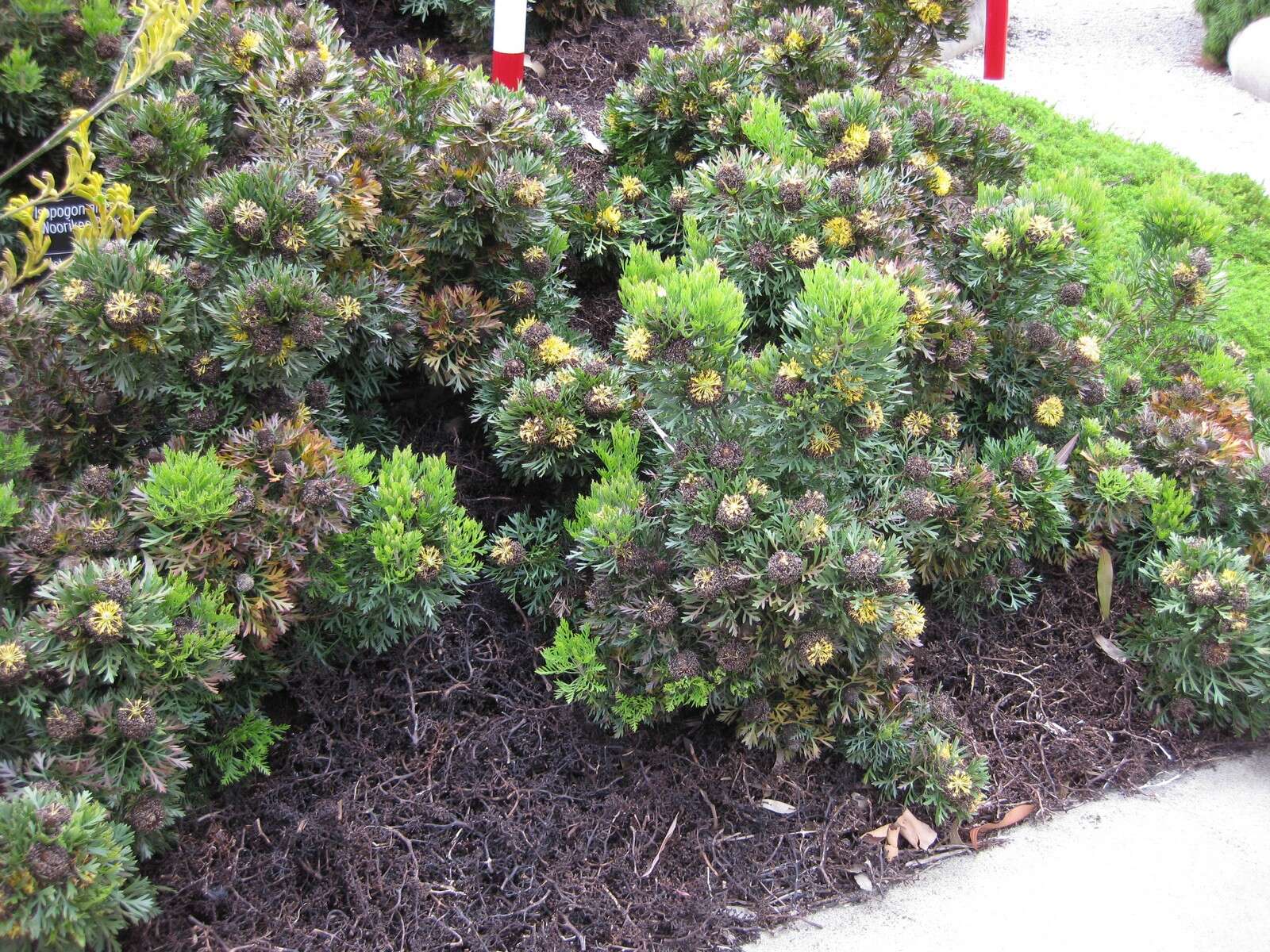 Image of Isopogon anemonifolius (Salisb.) Knight