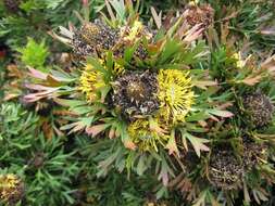 Image of Isopogon anemonifolius (Salisb.) Knight