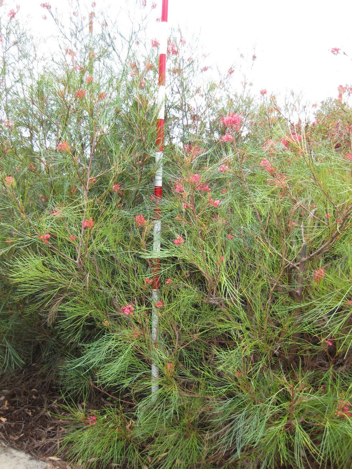 Image of Grevillea longistyla Hook.