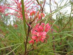 Image of Grevillea longistyla Hook.