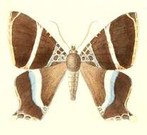 Image of Coronidia hyphasis Hopffer 1856