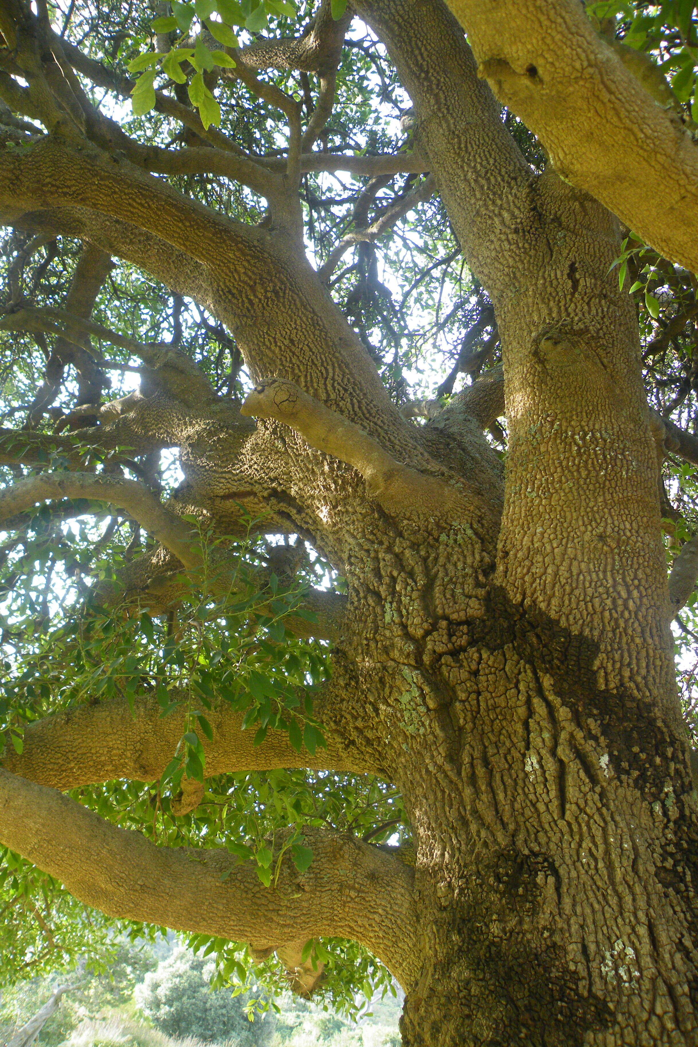 Image of Gymnosporia laurina (Thunb.) Szyszyl.