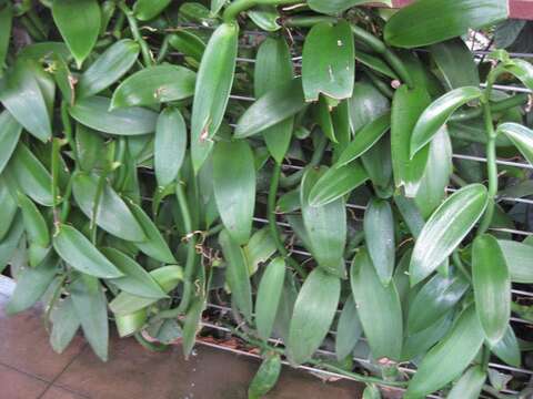 Image of West Indian vanilla