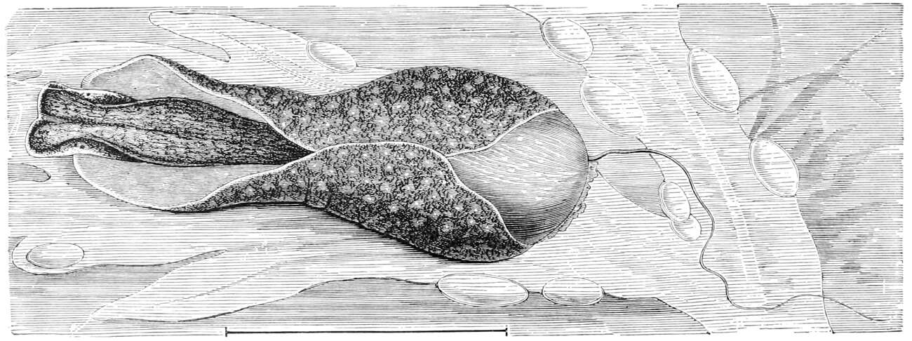 Image of Akeroidea Mazzarelli 1891
