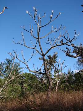 Image of Pseudobombax longiflorum (Mart. & Zucc.) A. Robyns