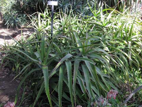 Image of Aloe babatiensis Christian & I. Verd.