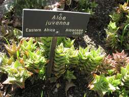 Aloe juvenna Brandham & S. Carter resmi