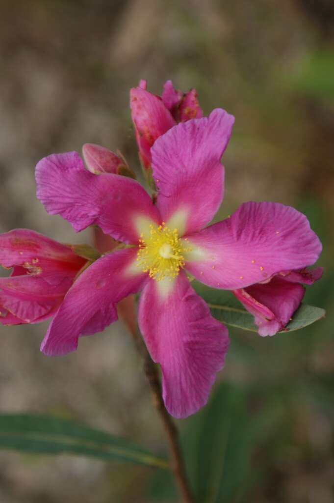 Image of Kielmeyera rubriflora Cambess.