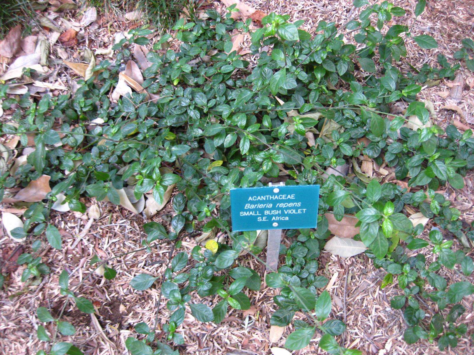 Image of Barleria repens Nees