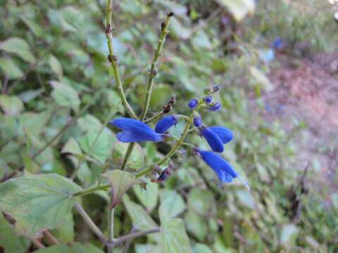 Image of Salvia cacaliifolia Benth.