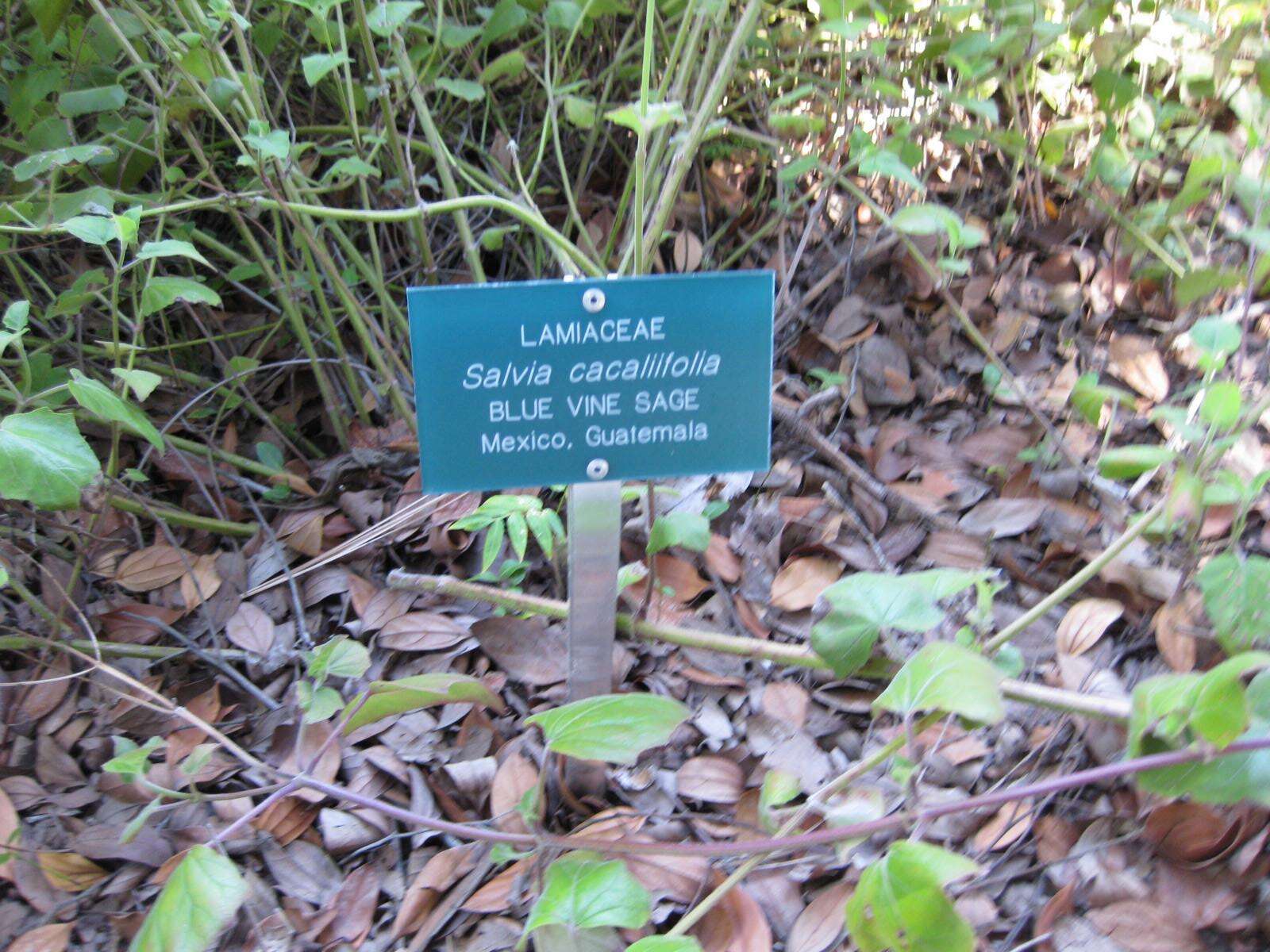 Image of Salvia cacaliifolia Benth.