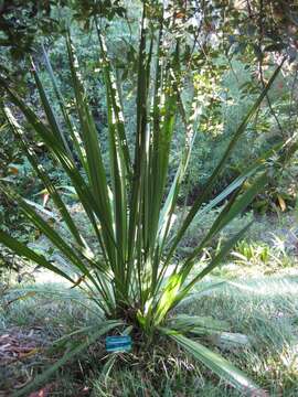 Doryanthes palmeri W. Bull resmi