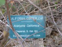 Image of California copperleaf