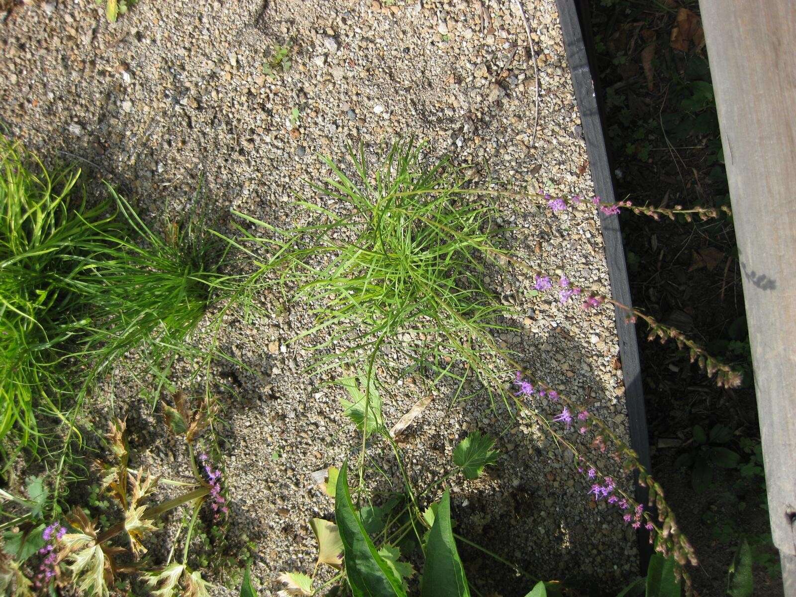 Image of smallhead blazing star