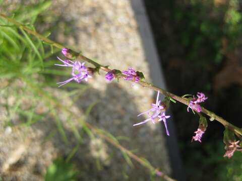 Слика од Liatris microcephala (Small) Schumann