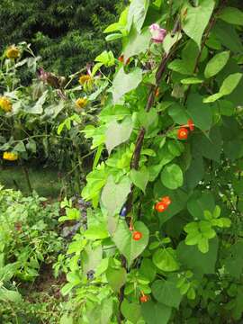 Image of Ipomoea coccinea