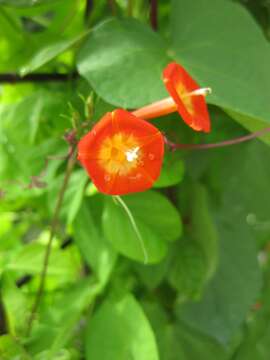 Image of Ipomoea coccinea