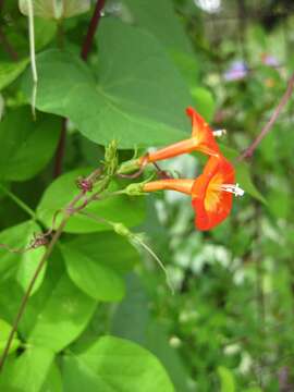 Image of Ipomoea coccinea