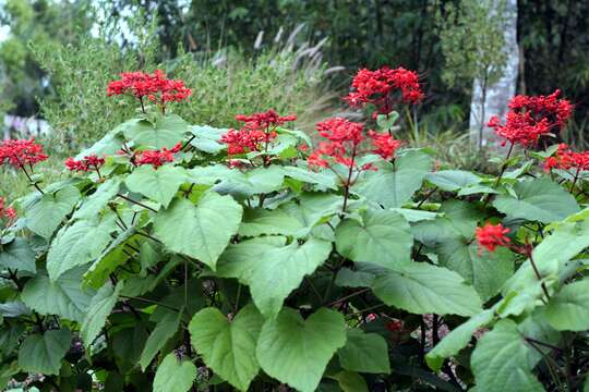 Image of pagoda-flower