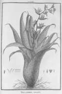 Image of Racinaea tetrantha (Ruiz & Pav.) M. A. Spencer & L. B. Sm.