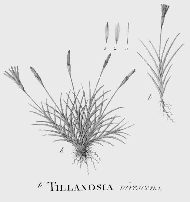 Image of Tillandsia virescens Ruiz & Pav.