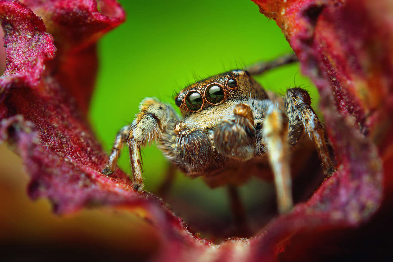 Image of Habronattus cognatus (Peckham & Peckham 1901)